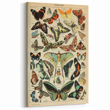 Vintage Animal Art: Exotic Butterflies & Moths Illustration Print