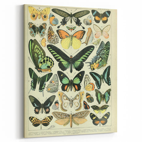 Vintage Animal Art: Exotic Butterflies & Moths Illustration Butterfly Artwork