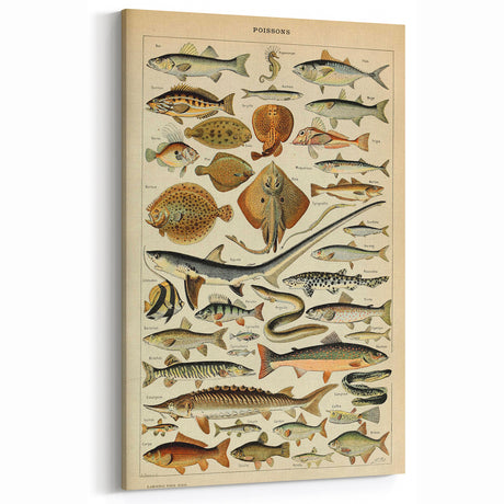 Vintage Animal Art - Retro Fish Illustration Print for Home Decor