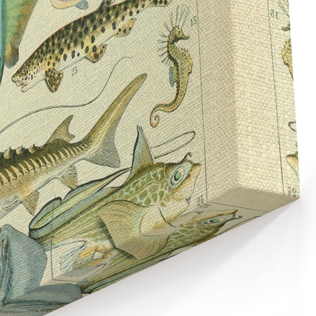 Retro Animal Illustrations: Vintage Fish Art for Home Decor