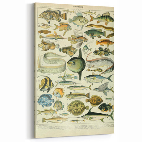 Vintage Animal Art: Detailed Fish Illustration Wall Decor