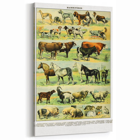 Vintage Animal Art - Retro Mammals Illustration Wall Decor Print