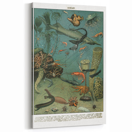 Ocean Animal Illustration Art Print – Vintage Marine Wall Decor