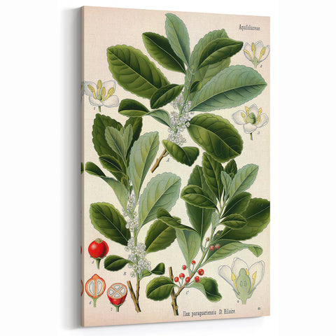 Vintage Botanical Art Print - Soft White Flowers – Framed
