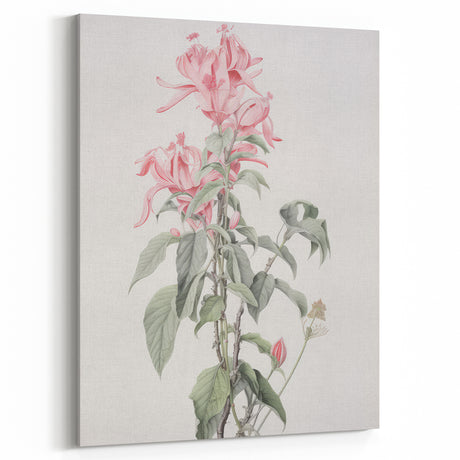 Vintage Botanical Art Print - Pink Floral Illustration – Framed