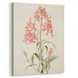 Vintage Botanical Art Print - Pink Flower Illustration – Framed