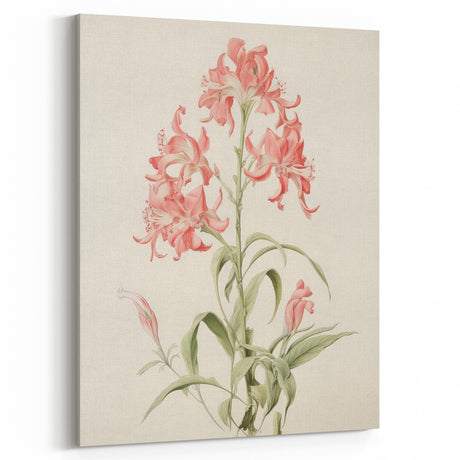 Vintage Botanical Art Print - Pink Flower Illustration – Framed