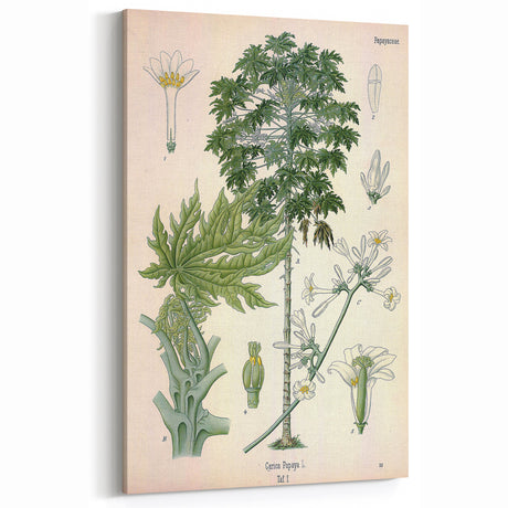 Vintage Botanical Art Prints – Antique Floral Illustration Wall Decor