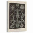 Vintage Animal Art: Intricate Marine Life Illustration Art Prints