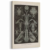 Vintage Animal Art: Intricate Marine Life Illustration Art Prints