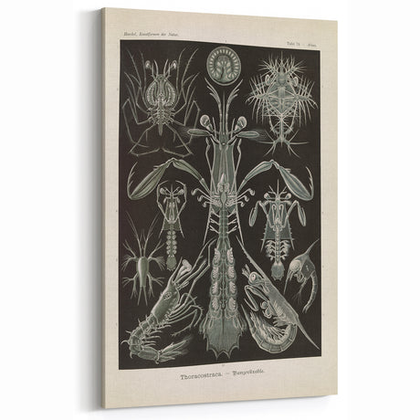 Vintage Animal Art: Intricate Marine Life Illustration Art Prints