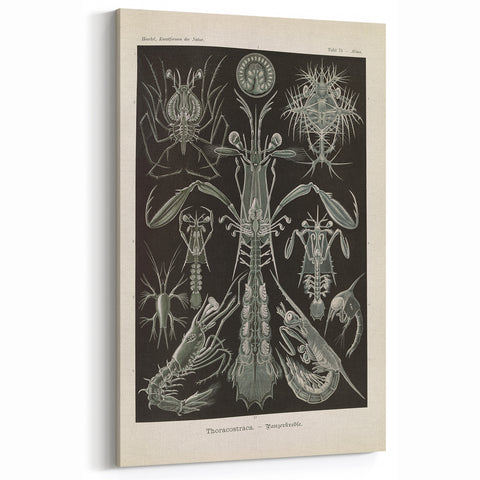 Vintage Animal Art: Intricate Marine Life Illustration Art Prints