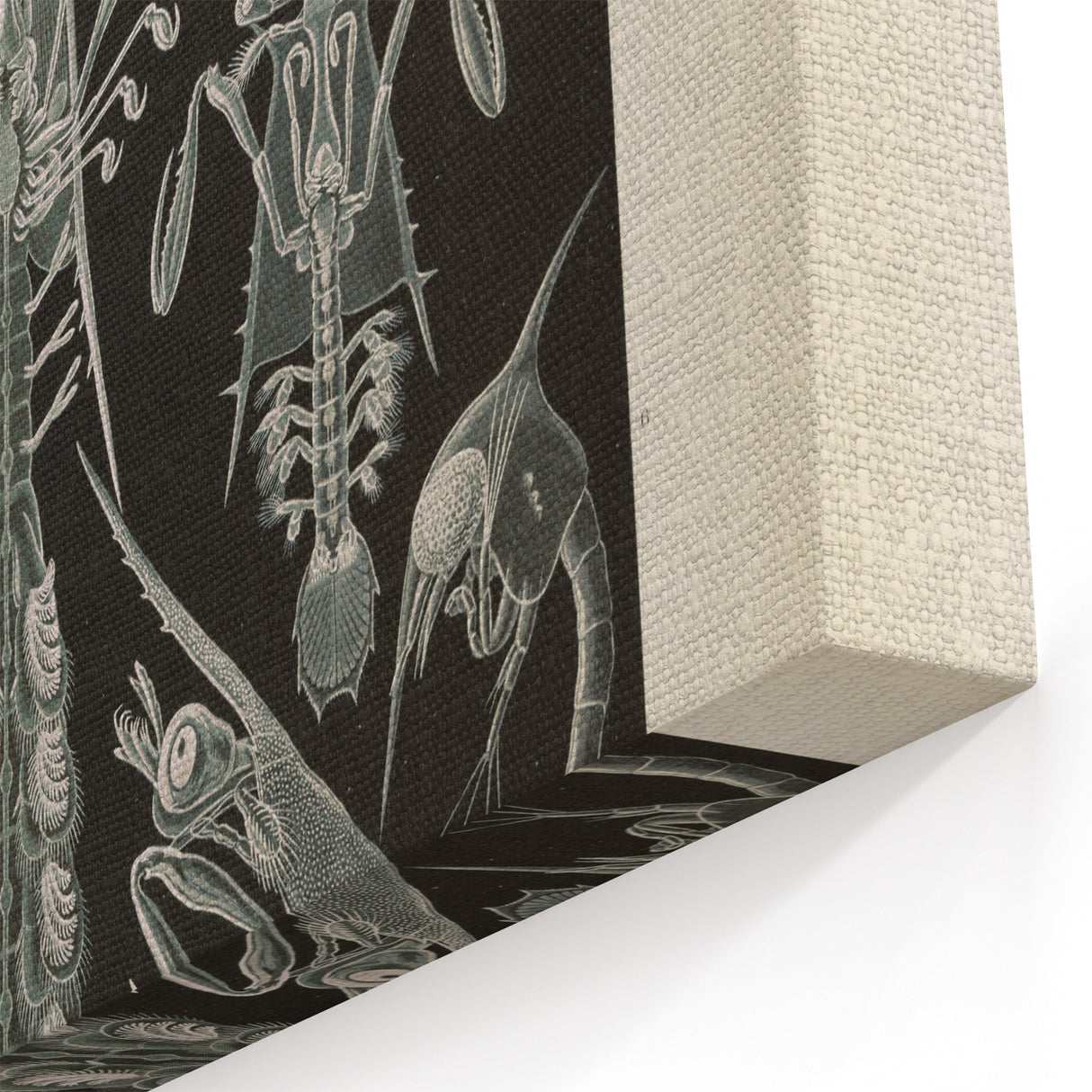 Vintage Animal Art: Intricate Marine Life Illustration Art Prints