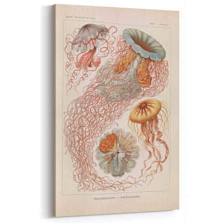 Vintage Animal Art: Jellyfish Illustration Art Print for Home Decor