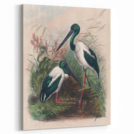 Vintage Animal Art: Storks Illustration Art Print for Home Decor