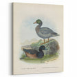Vintage Animal Art: Duck Illustration Art Print