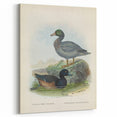 Vintage Animal Art: Duck Illustration Art Print