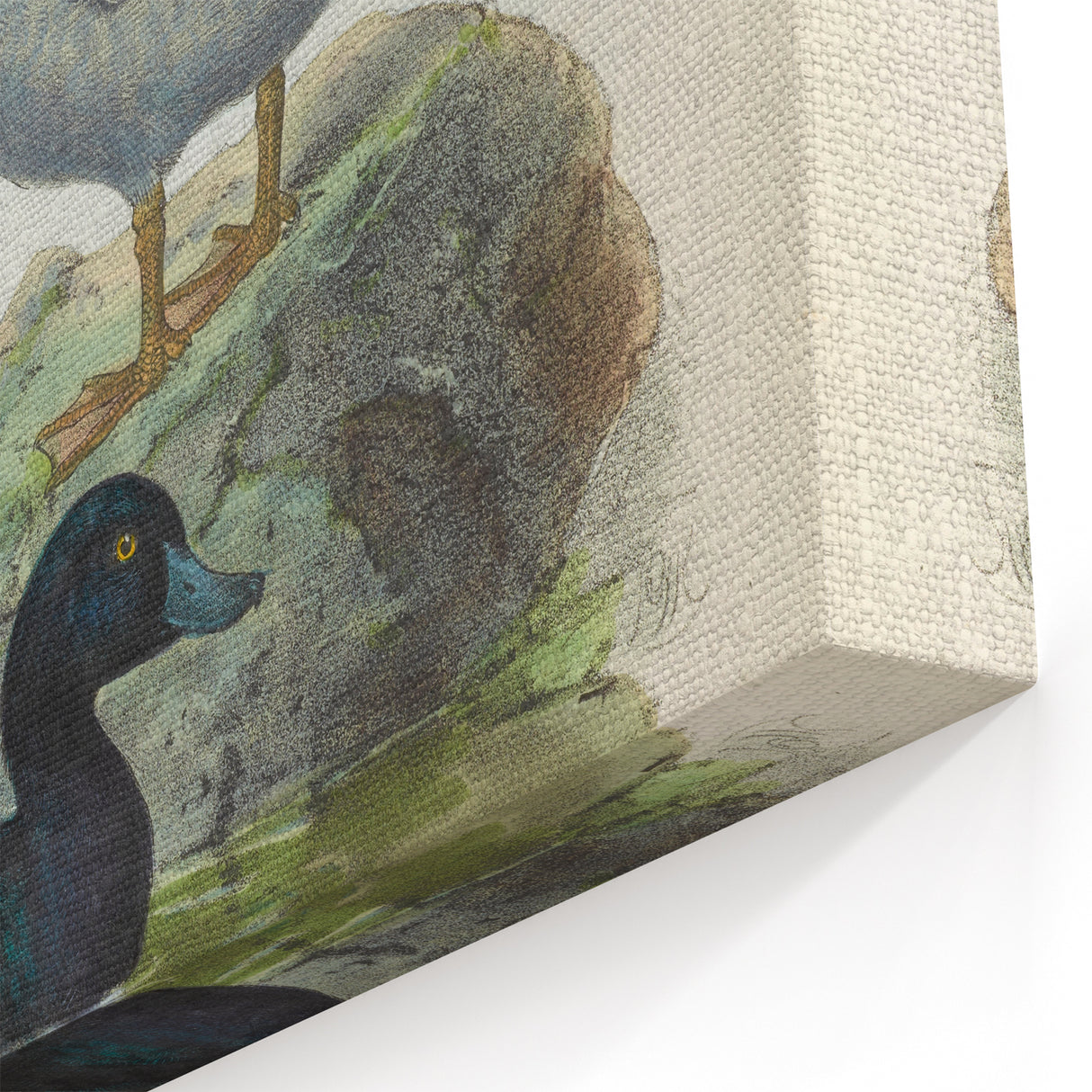 Vintage Animal Art: Duck Illustration Art Print