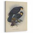Vintage Animal Art: Bird Illustration Art Print