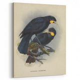 Vintage Animal Art: Bird Illustration Art Print