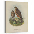Vintage Animal Art: Hawk Illustration Art Print
