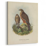 Vintage Animal Art: Hawk Illustration Art Print