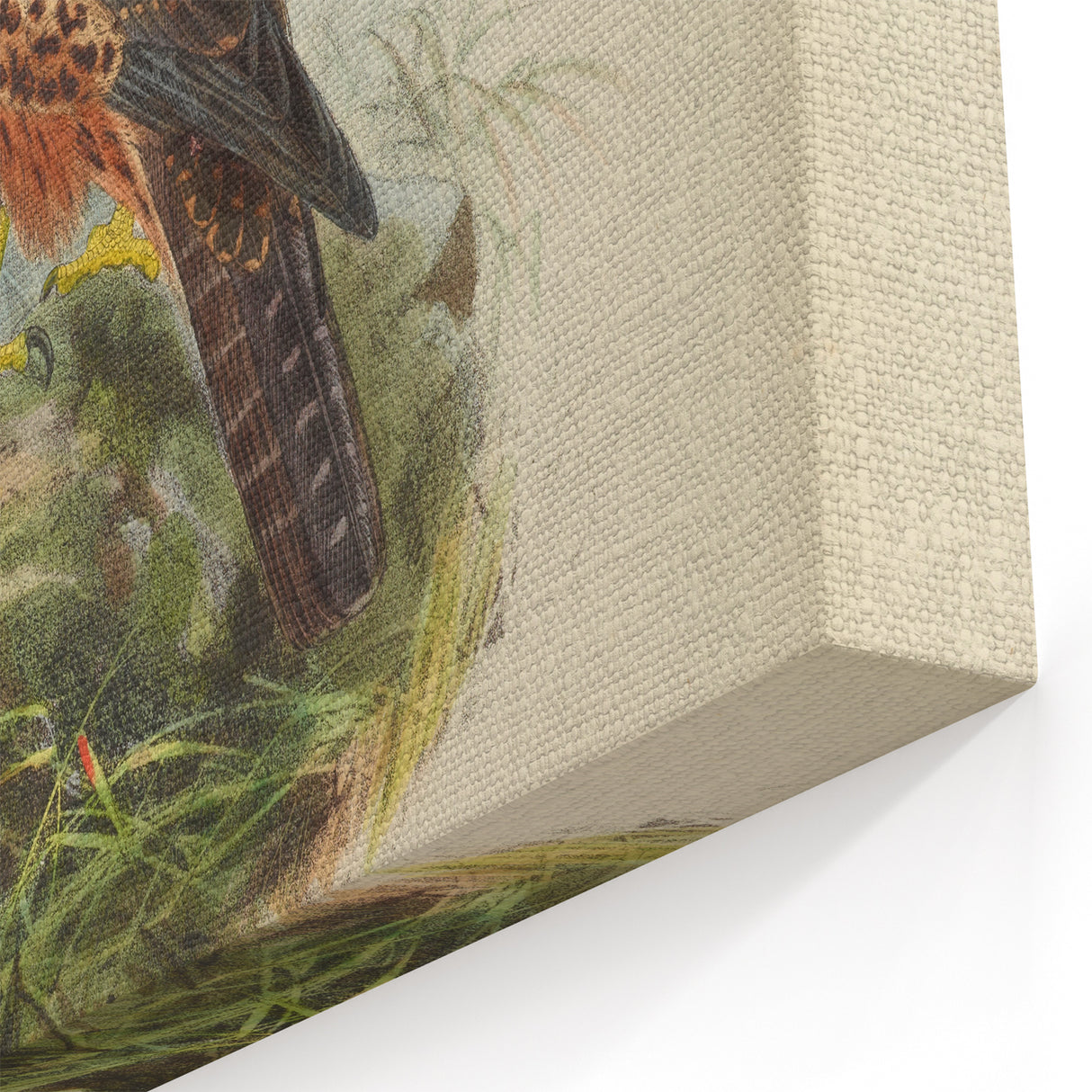 Vintage Animal Art: Hawk Illustration Art Print