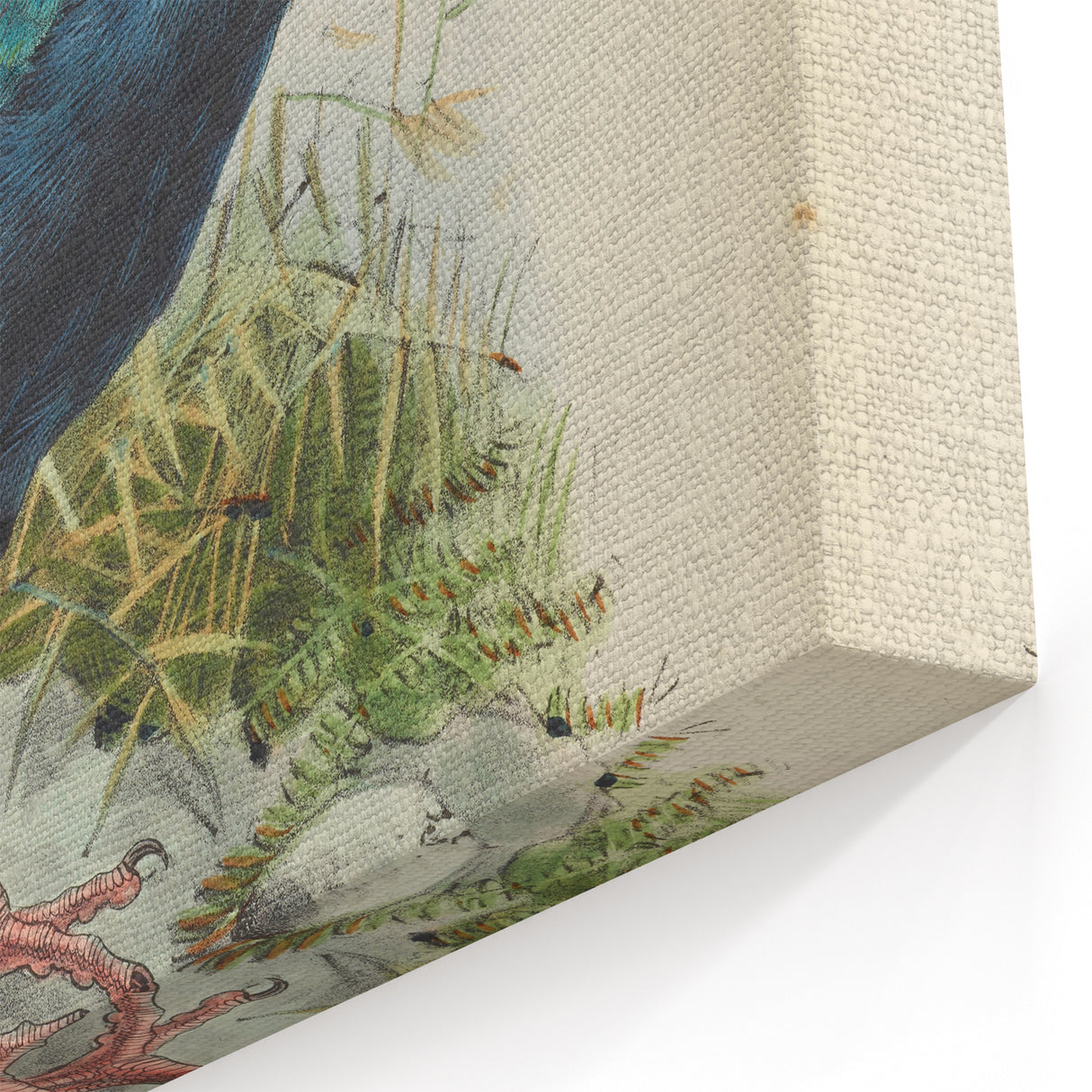 Vintage Animal Art: Takahe Illustration Art Print