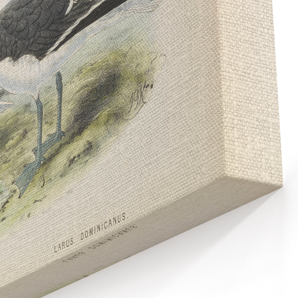 Vintage Animal Art: Seagull Illustration Art Print