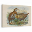 Vintage Animal Art: Bird Illustration Art Print
