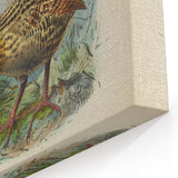 Vintage Animal Art: Bird Illustration Art Print