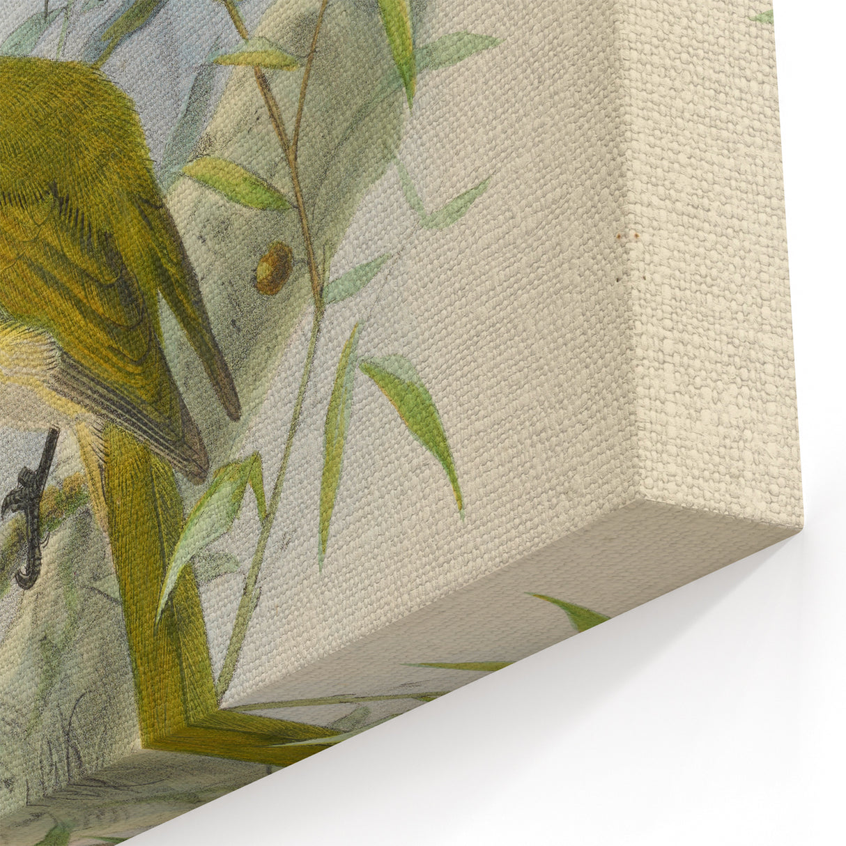 Vintage Animal Art: Bird Illustration Art Print