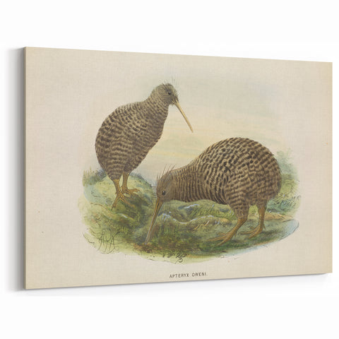 Vintage Animal Art: Kiwi Bird Illustration Art Print