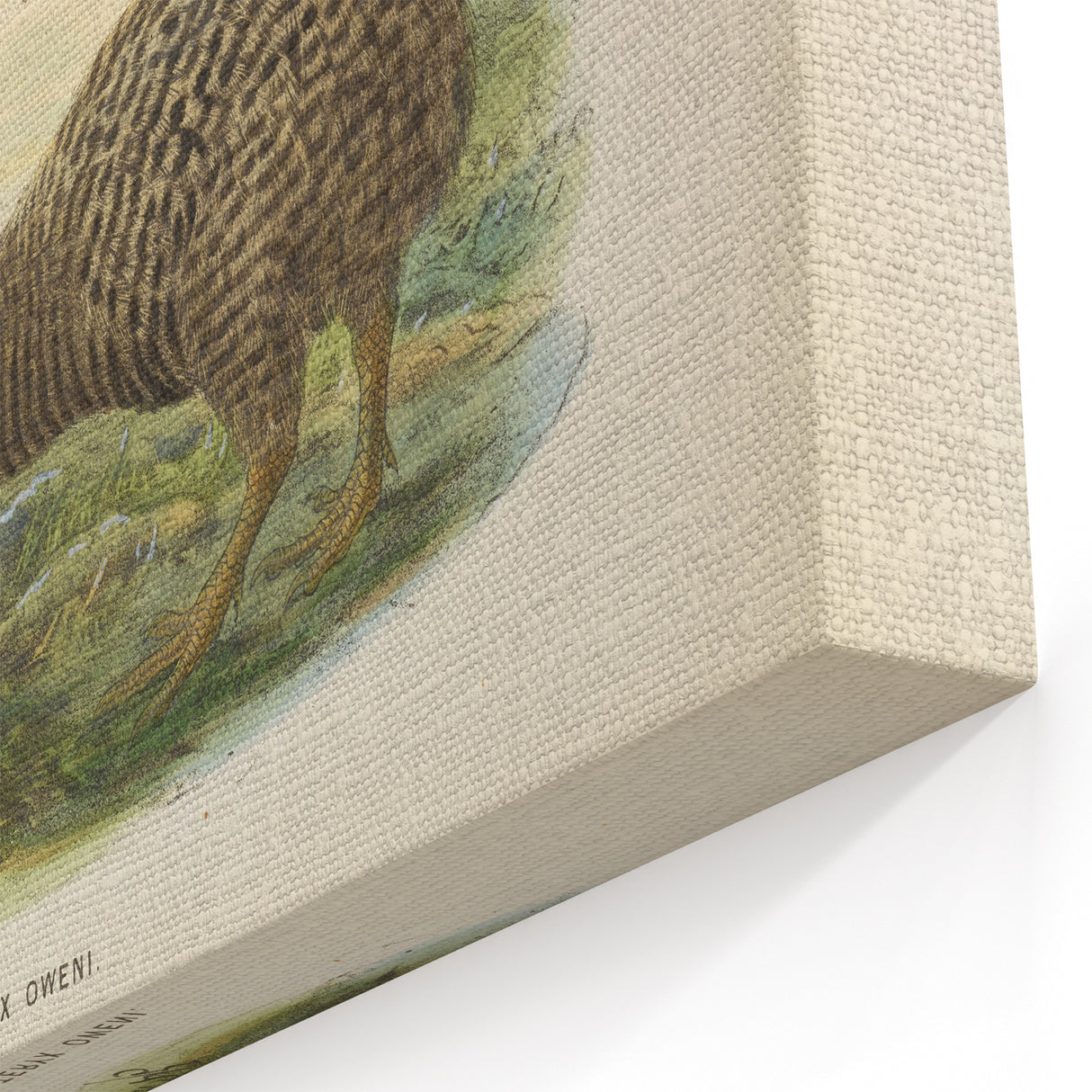 Vintage Animal Art: Kiwi Bird Illustration Art Print