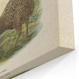 Vintage Animal Art: Kiwi Bird Illustration Art Print