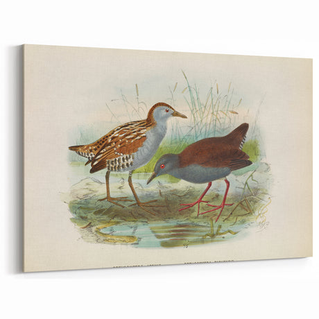 Vintage Animal Art: Bird Illustration Art Print