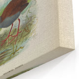 Vintage Animal Art: Bird Illustration Art Print