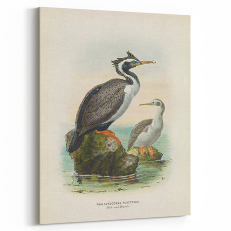 Vintage Animal Art: Cormorant Illustration Art Print