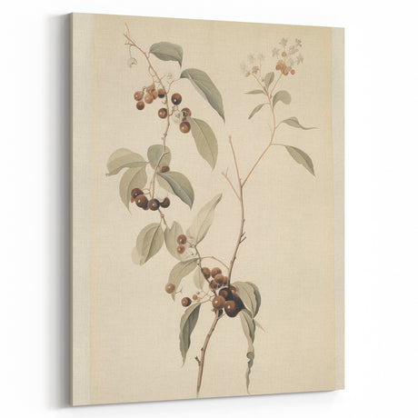 Vintage Botanical Art Print: Berry Branch Illustration Wall Decor