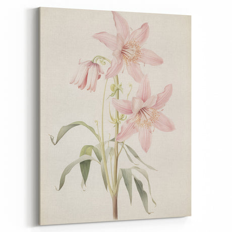 Vintage Botanical Art Print: Delicate Lily Floral Illustration