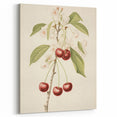 Vintage Botanical Art Print: Cherry Blossom and Fruit Illustration