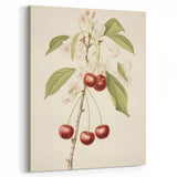 Vintage Botanical Art Print: Cherry Blossom and Fruit Illustration