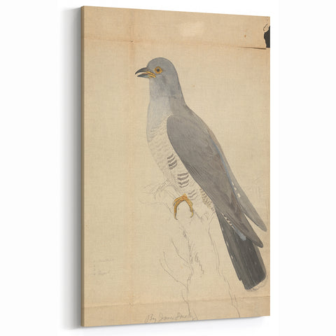 Vintage Animal Art - Hawk in Detail - Retro Animal Prints