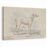 Vintage Animal Art – Handcrafted Dalmatian Dog Illustration
