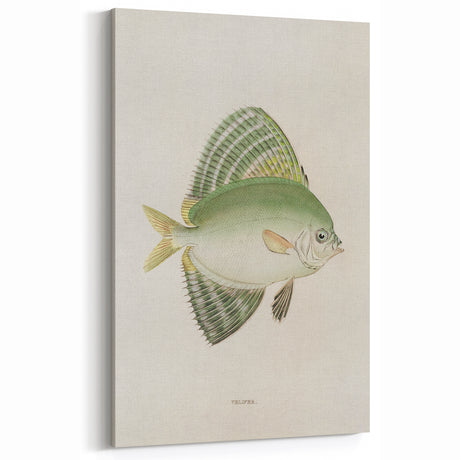 Vintage Animal Art: Elegant Fish Illustration Wall Decor Print
