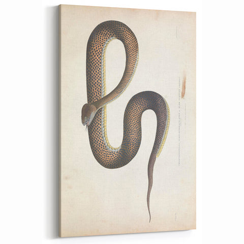 Vintage Animal Art - Retro Snake Illustration Print - Animal Wall Decor