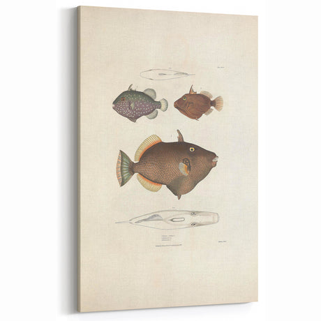 Vintage Animal Art - Retro Fish Illustration Print - Animal Wall Decor