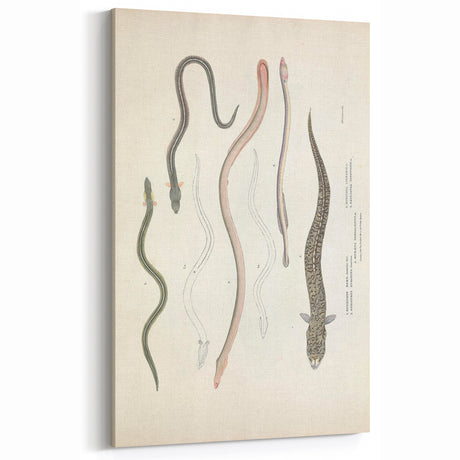 Vintage Animal Art - Eel Illustration Art Print - Animal Wall Decor