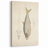 Vintage Animal Art: Allied Herring Illustration Art Prints