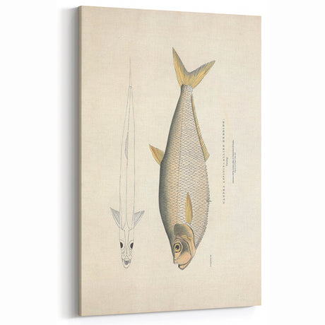 Vintage Animal Art: Allied Herring Illustration Art Prints
